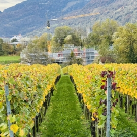 Neubau Weingut, Malans